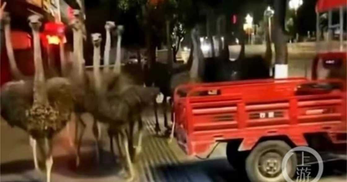 80 Ostriches Spotted Running on Streets After Escaping Farm in China 80 Ostriches Spotted Running on Streets After Escaping Farm in China
