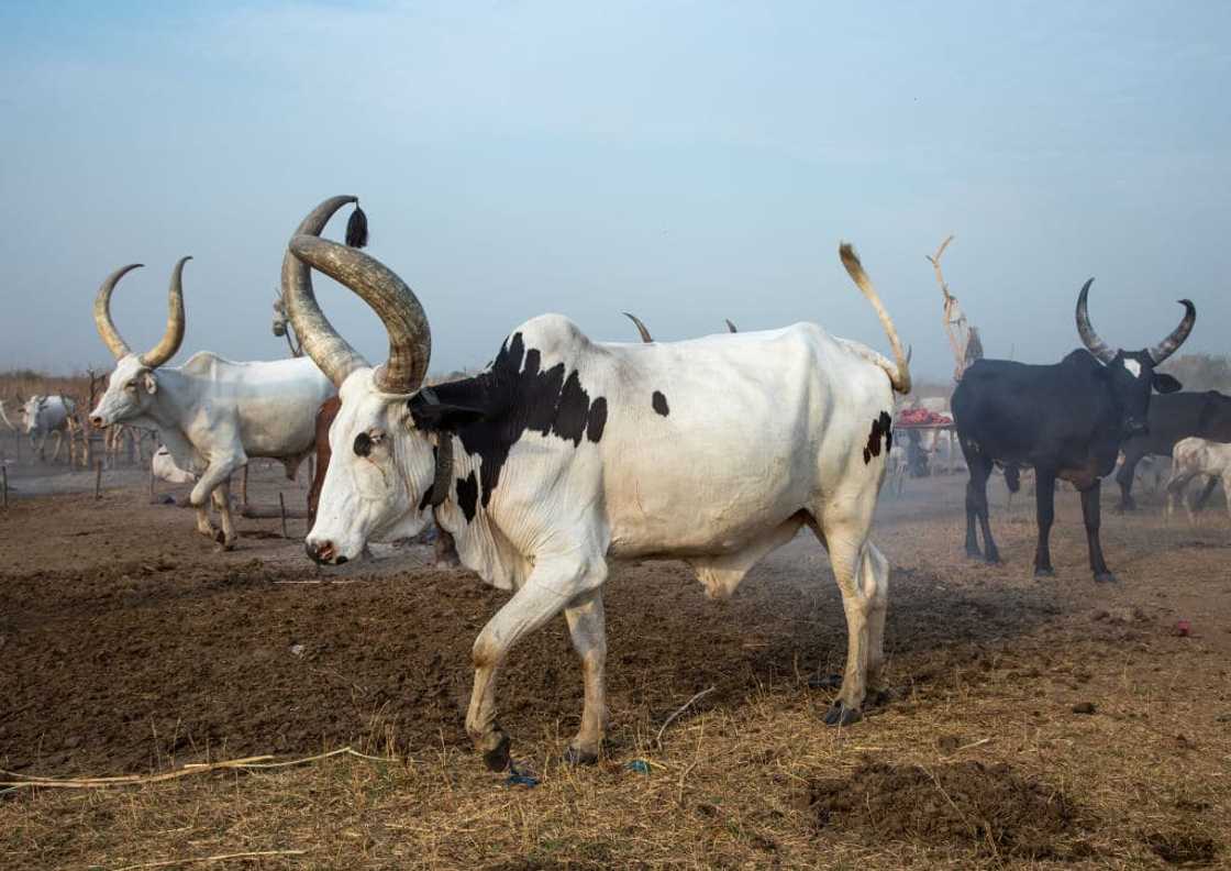 SA business world takes notice of money invested in expanding Ankole cattle breeding phenomenon