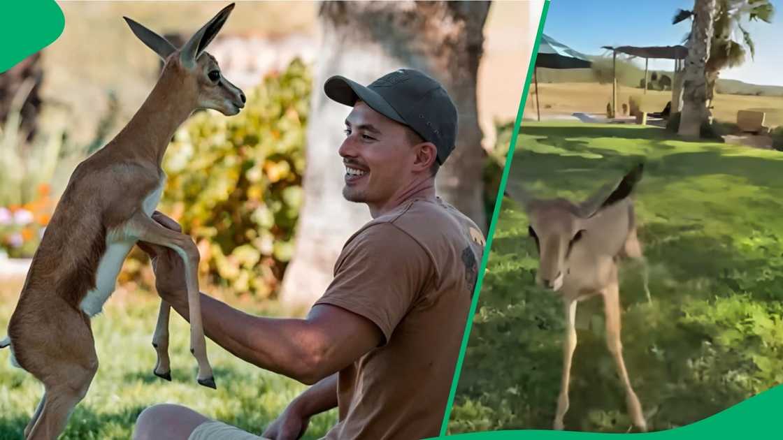 The viral video shows the small antelope leaping and bouncing with excitement after getting a head rub from its rescuer The viral video shows the small antelope leaping and bouncing with excitement after getting a head rub from its rescuer