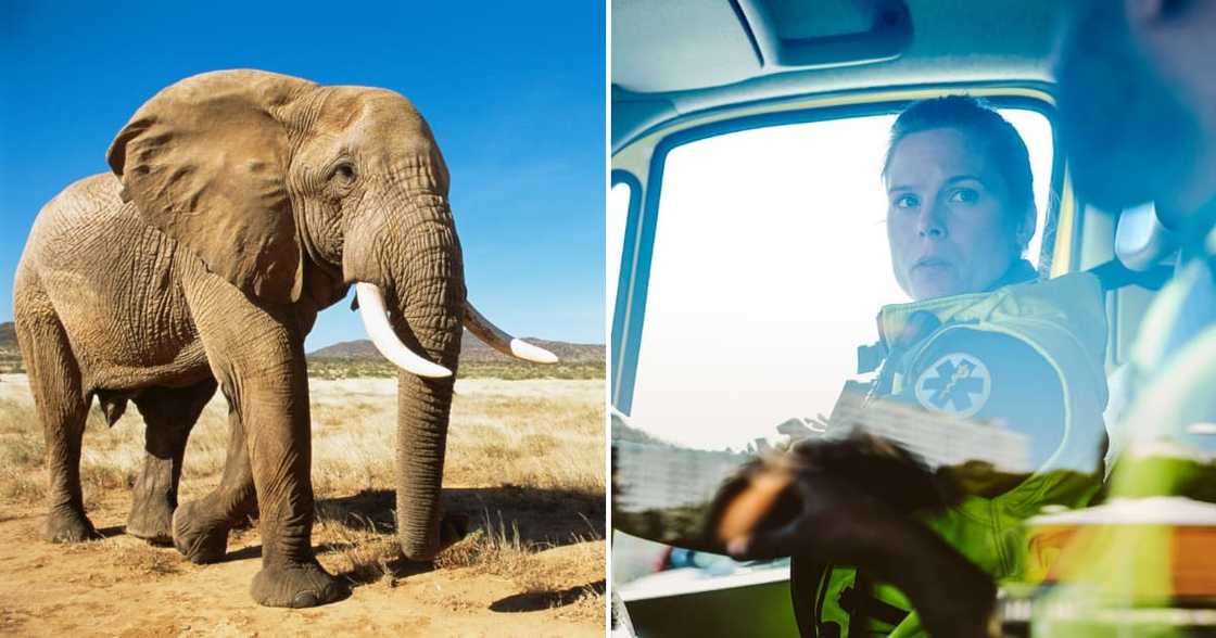 Elephant dies in collision with two bakkies in Limpopo Elephant dies in collision with two bakkies in Limpopo