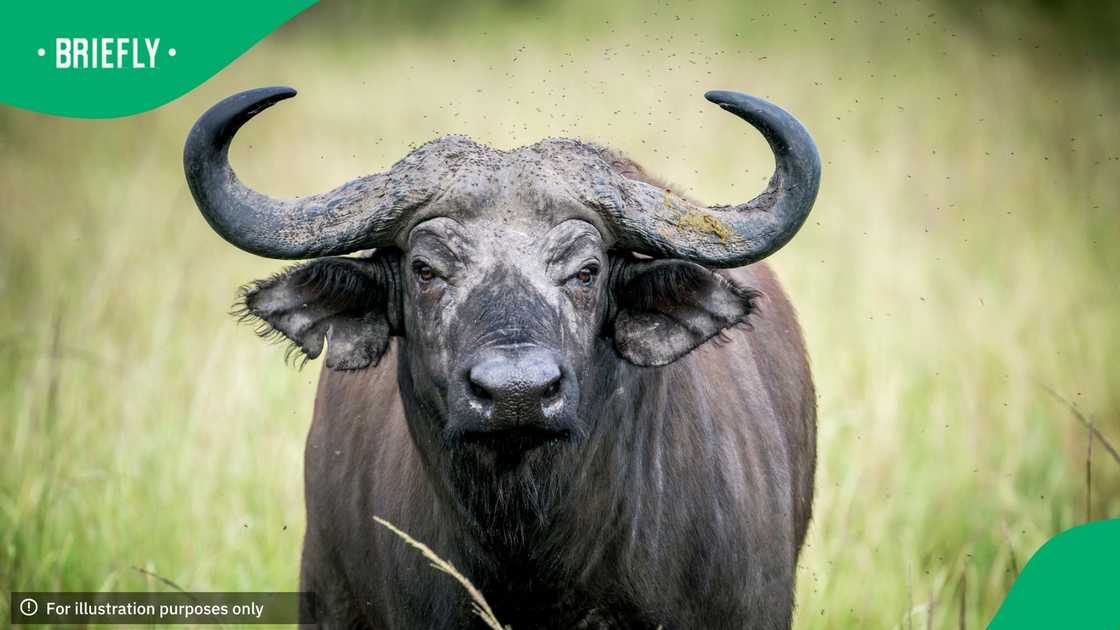 The African buffalo or Cape buffalo is a large African bovine. Syncerus caffer caffer, the Cape buffalo, is the typical subspecies, and the largest one, found in South and East Africa