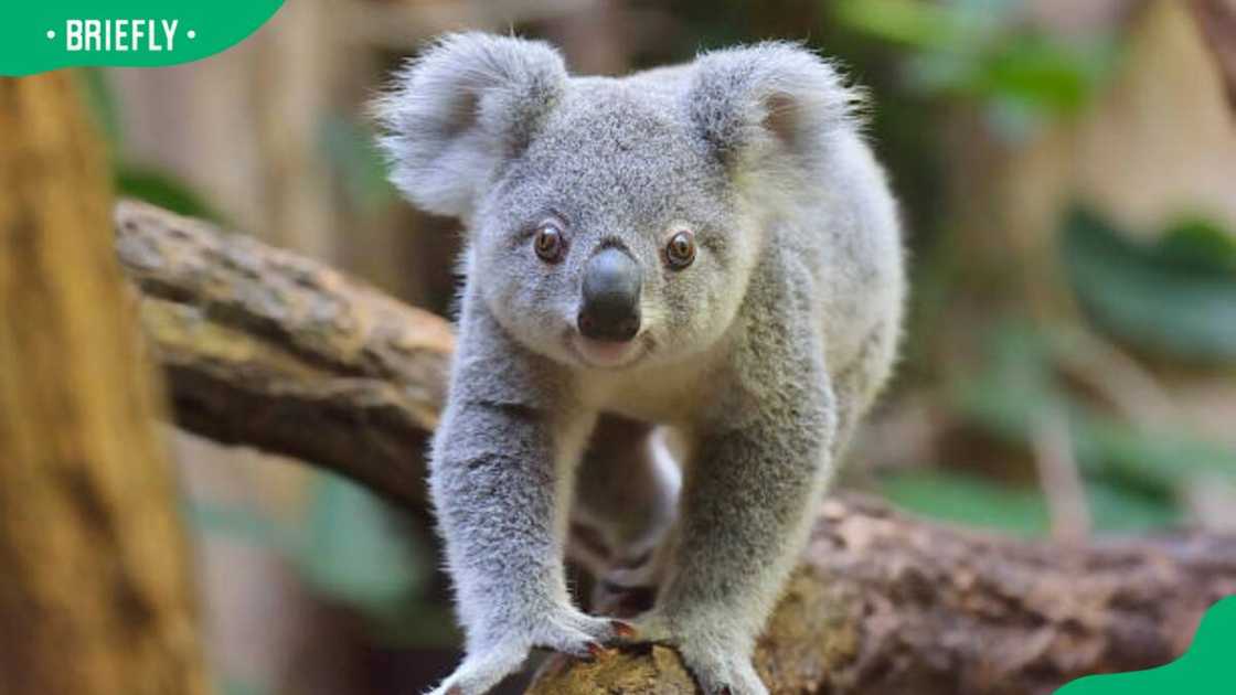 Koala on a tree Koala on a tree