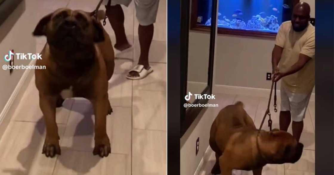 Man goes TikTok viral for huge boerboel Man goes TikTok viral for huge boerboel