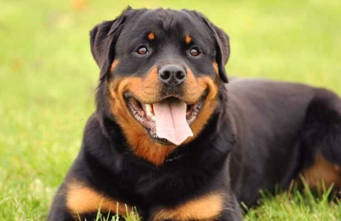 Costly dog breeds Costly dog breeds