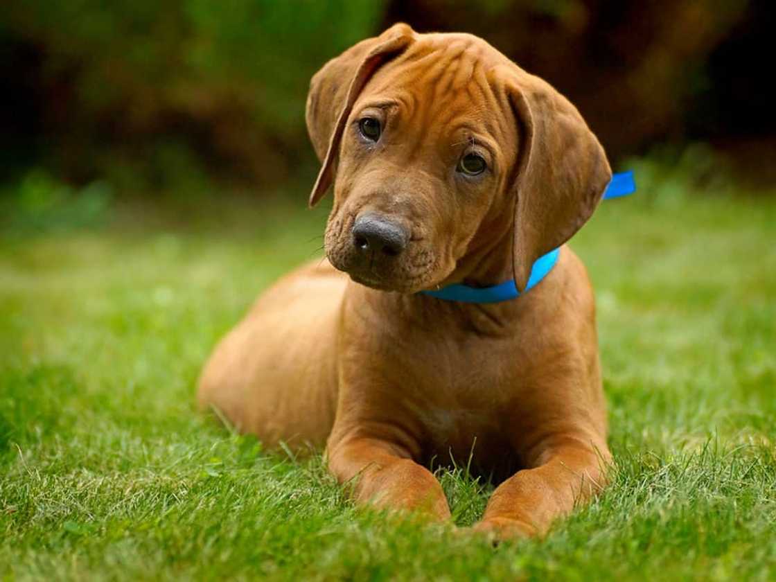 World's strongest dog breed World's strongest dog breed
