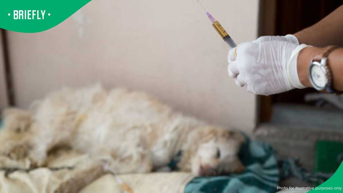 euthanised