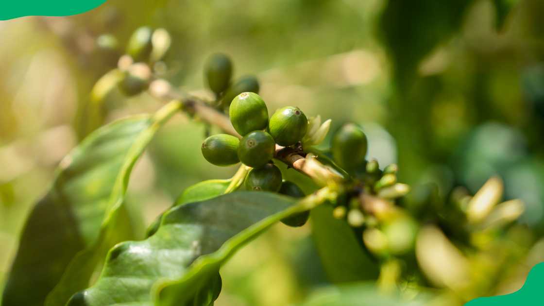 Most expensive coffee Most expensive coffee