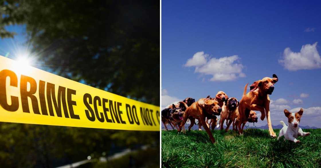 Woman mauled to death by dogs in the Eastern Cape Woman mauled to death by dogs in the Eastern Cape