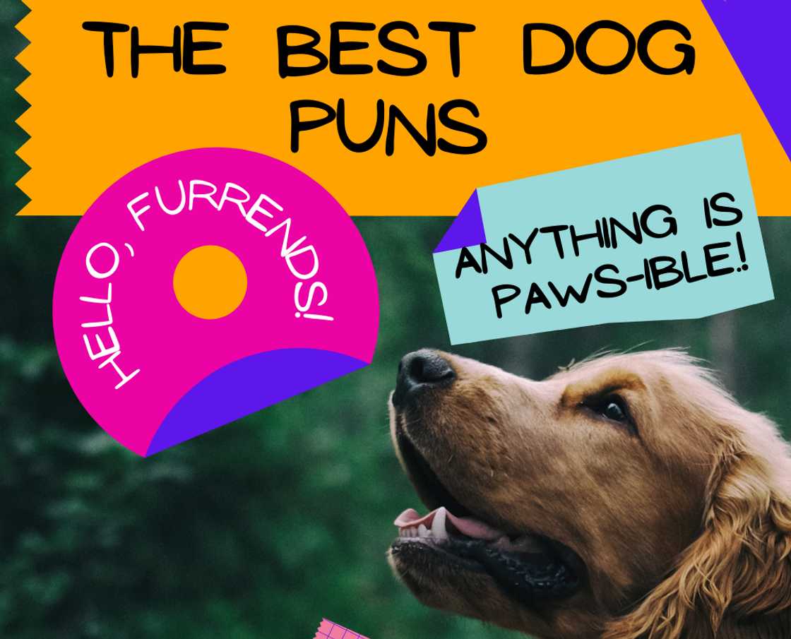 The funniest, best and most creative dog puns