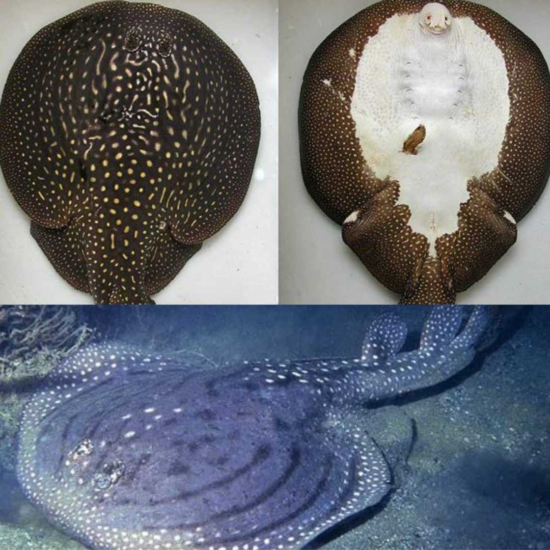 What are the top ten the rarest fish? What are the top ten the rarest fish?