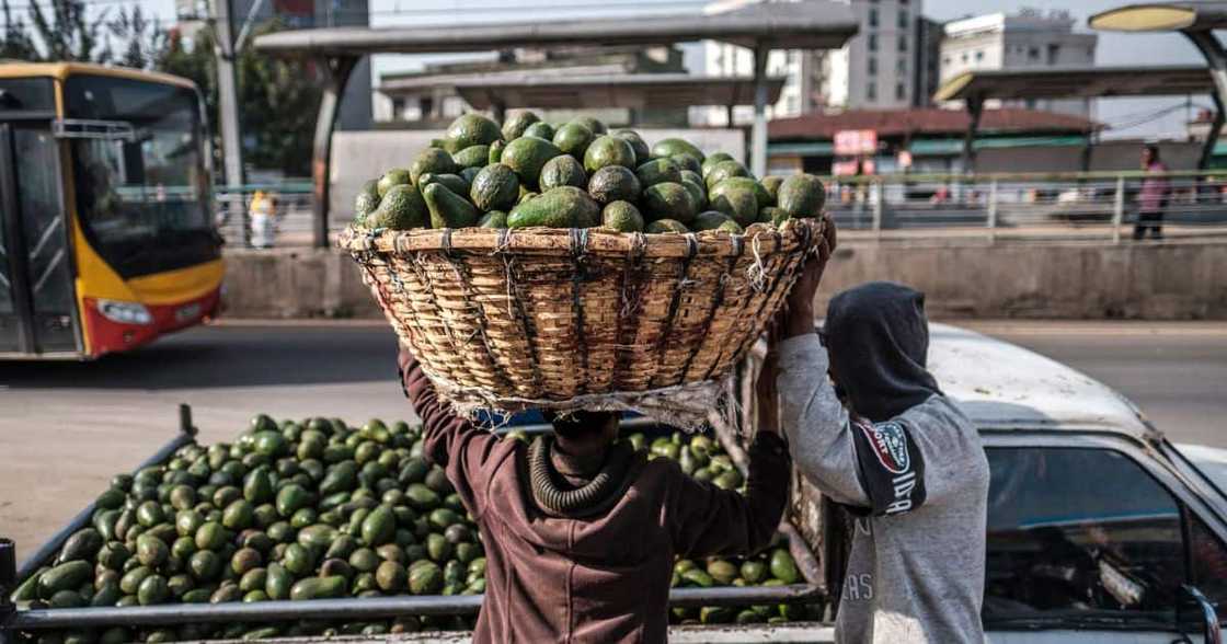 Kenya, overtakes, South Africa, biggest exporter, Africa, theft Kenya, overtakes, South Africa, biggest exporter, Africa, theft