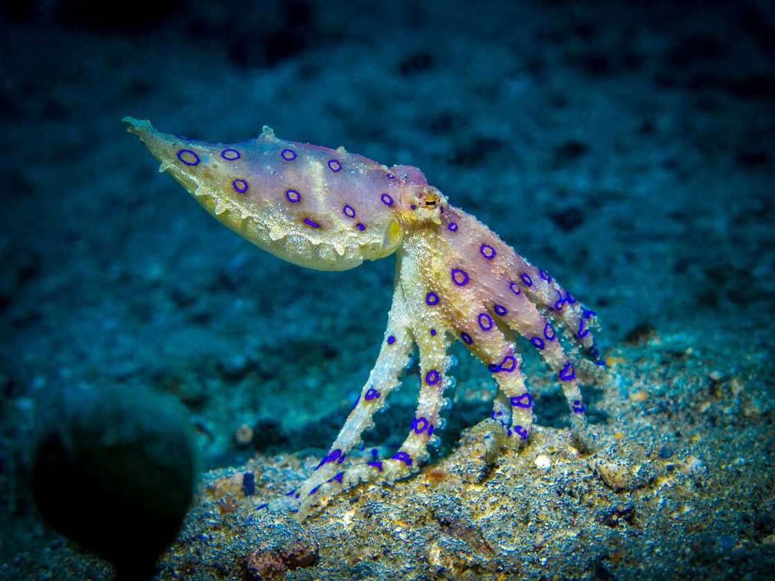 The southern blue-ringed octopus.