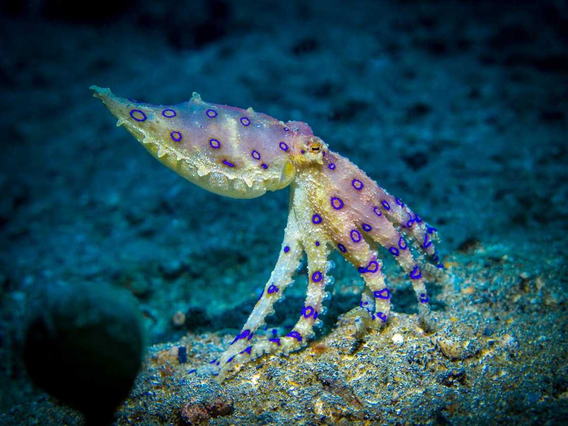 The southern blue-ringed octopus. The southern blue-ringed octopus.
