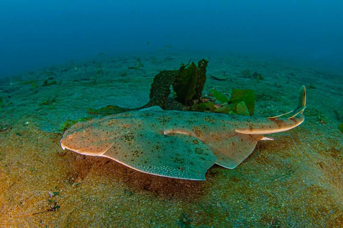 An angelshark in deep ocean