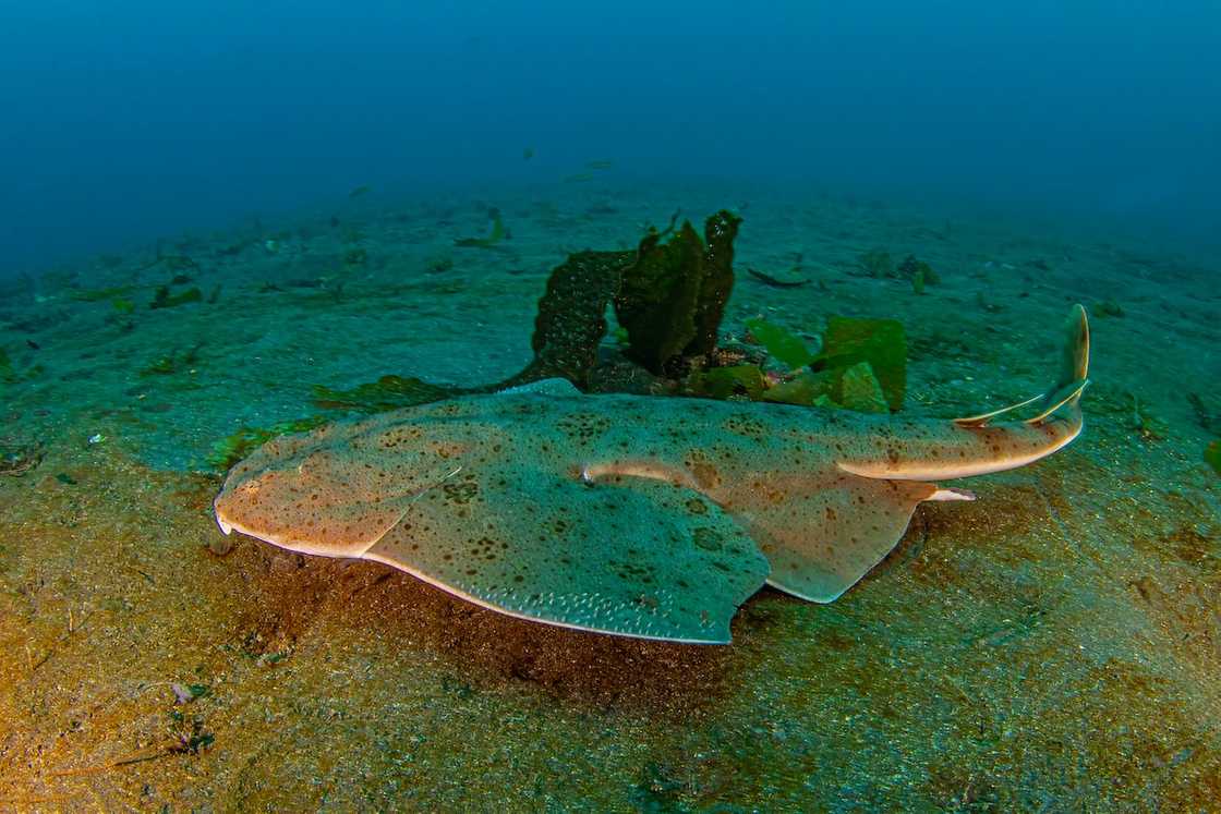 An angelshark in deep ocean An angelshark in deep ocean