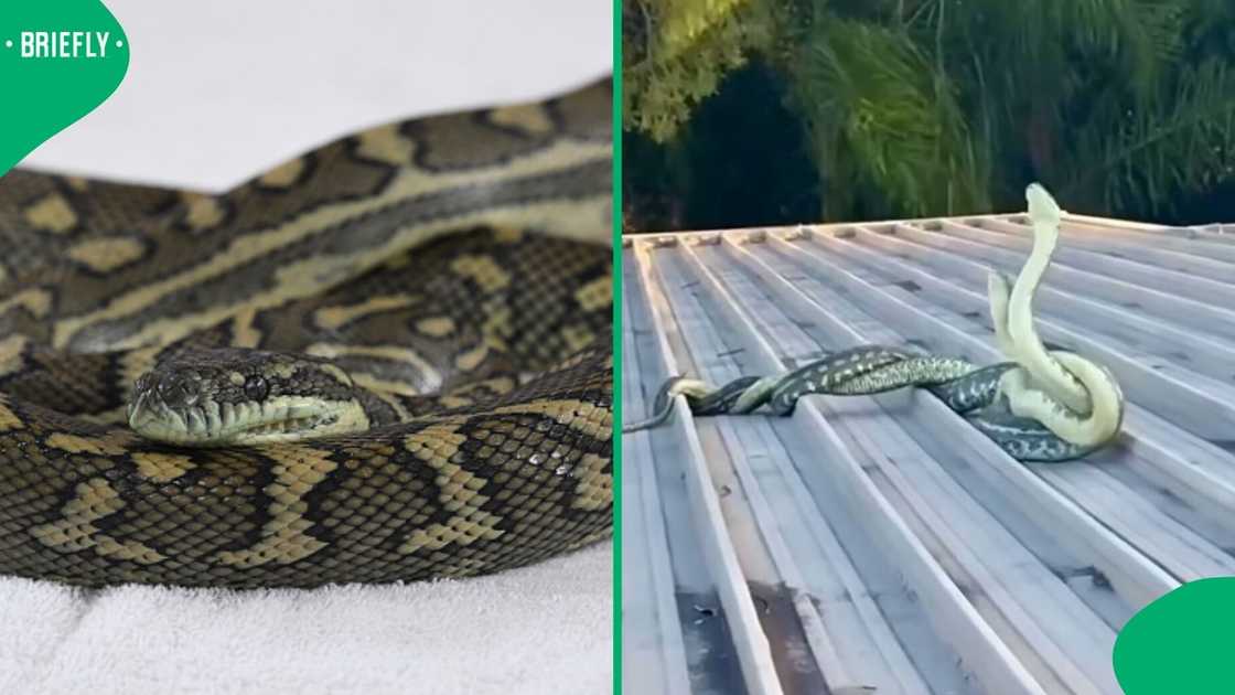 Coastal Carpet Pythons battled it out on the rooftop of a house. Coastal Carpet Pythons battled it out on the rooftop of a house.