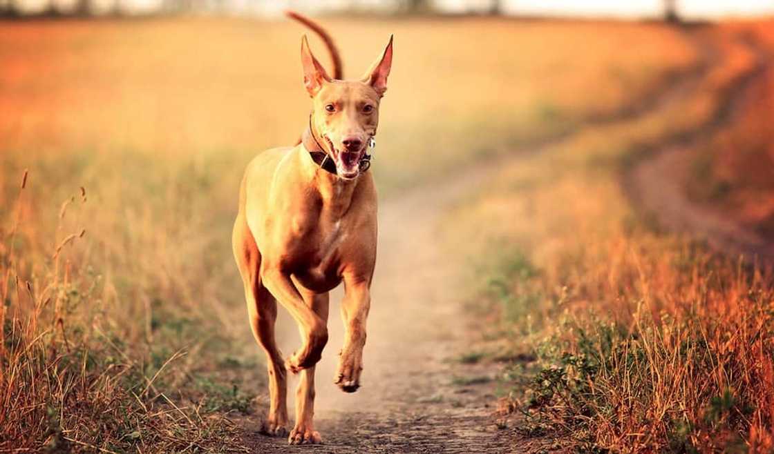 Most expensive dogs ever Most expensive dogs ever