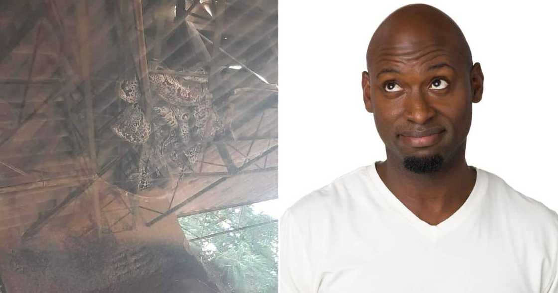 Photo, Massive Snake, Garage Roof, Mzansi