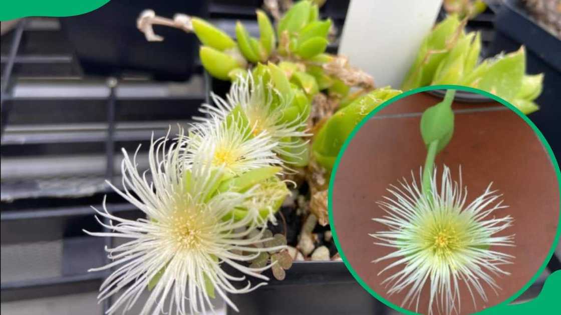 Indigenous Flowers South Africa Indigenous Flowers South Africa