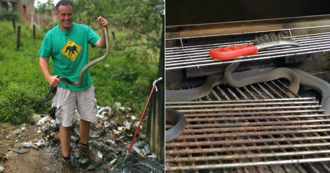 snake, Durban, gas, braai, coals, t-shirt, black mamba, rescue, bag, clinch, snakes, kittens, feral, grass, field snake, Durban, gas, braai, coals, t-shirt, black mamba, rescue, bag, clinch, snakes, kittens, feral, grass, field