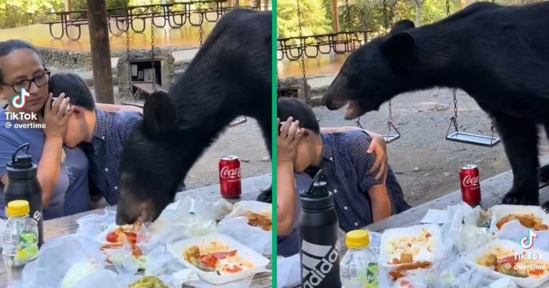 A brave mother protected her son from a wild bear A brave mother protected her son from a wild bear