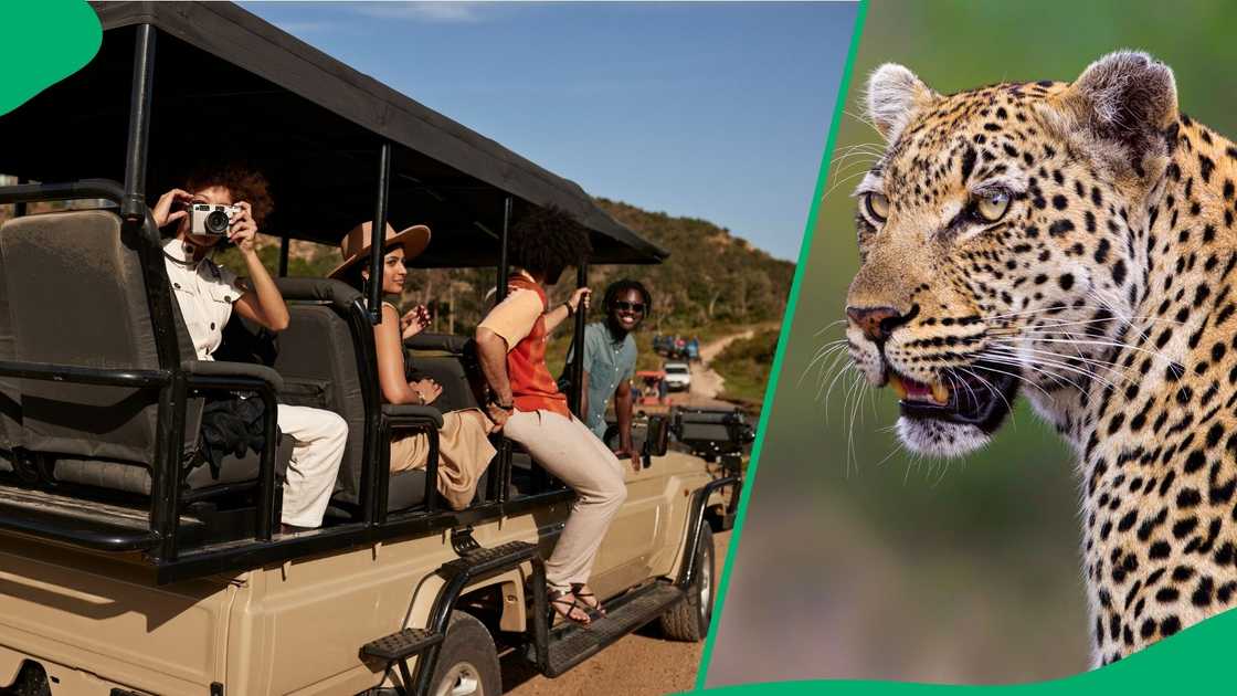 People on safari got close to a leopard. People on safari got close to a leopard.