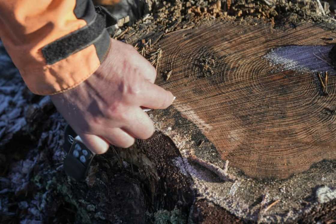 Finnish loggers are rushing to cut before new EU rules may enter into force Finnish loggers are rushing to cut before new EU rules may enter into force