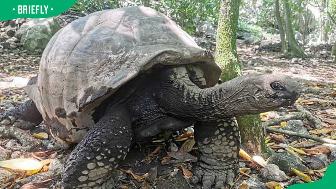 A giant tortoise A giant tortoise