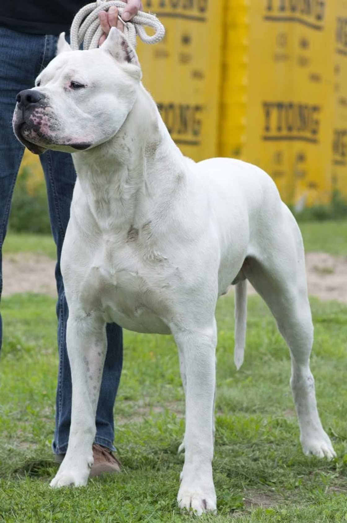 World's strongest dog breed