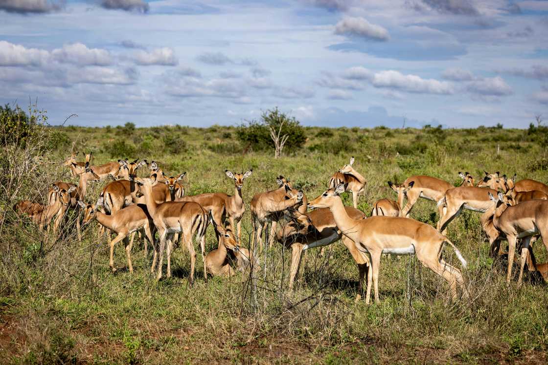 South Africans reflected on Kruger National Park murders South Africans reflected on Kruger National Park murders