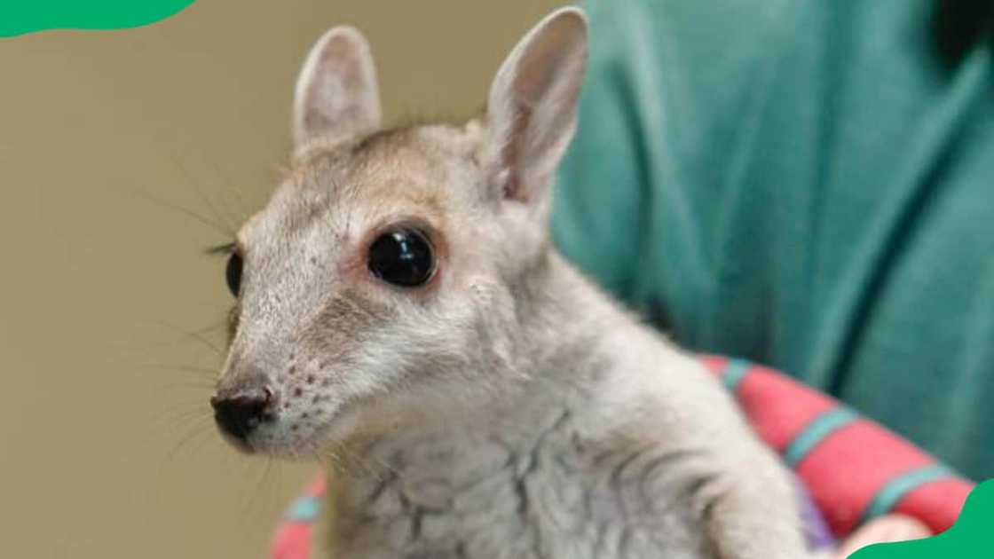 A person carrying a nabarlek A person carrying a nabarlek