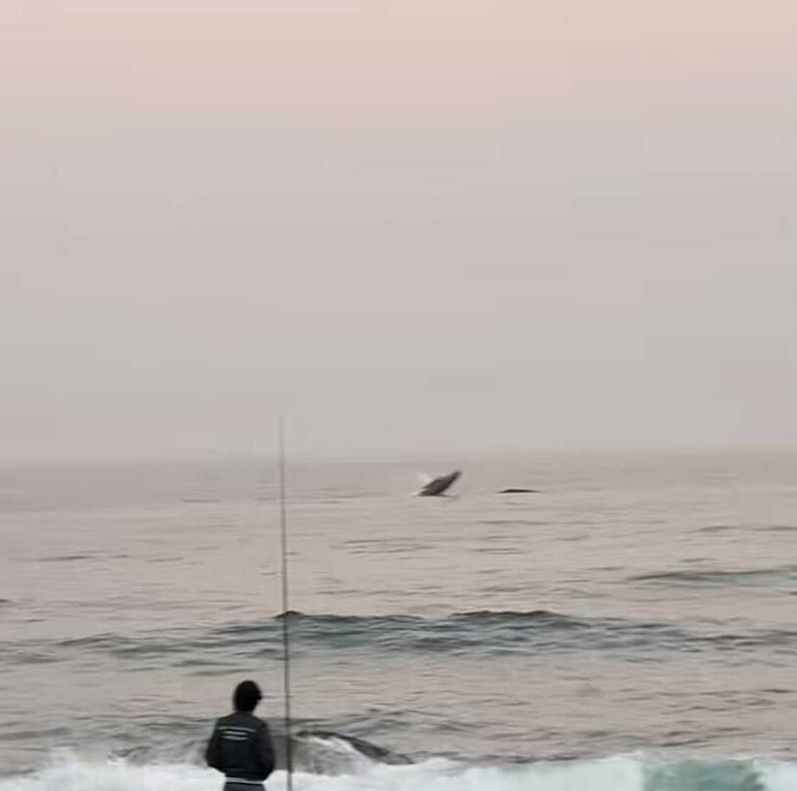 The captivated and vibey crowd was showcased in a TikTok video of whale watching in Durban. The captivated and vibey crowd was showcased in a TikTok video of whale watching in Durban.