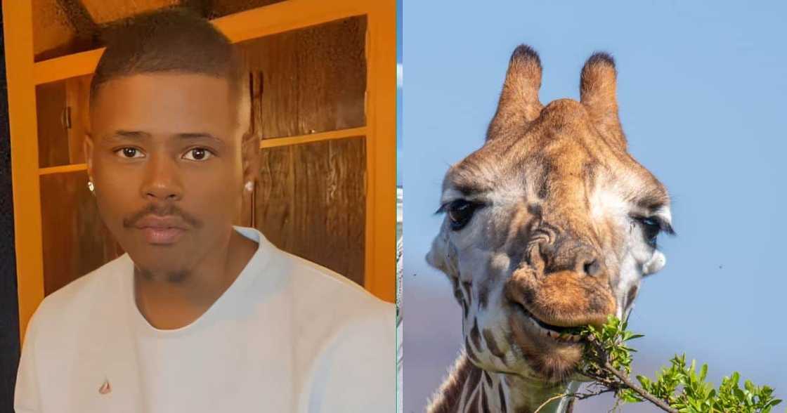 A TikTok video of a man who was terrified of the giraffe. A TikTok video of a man who was terrified of the giraffe.