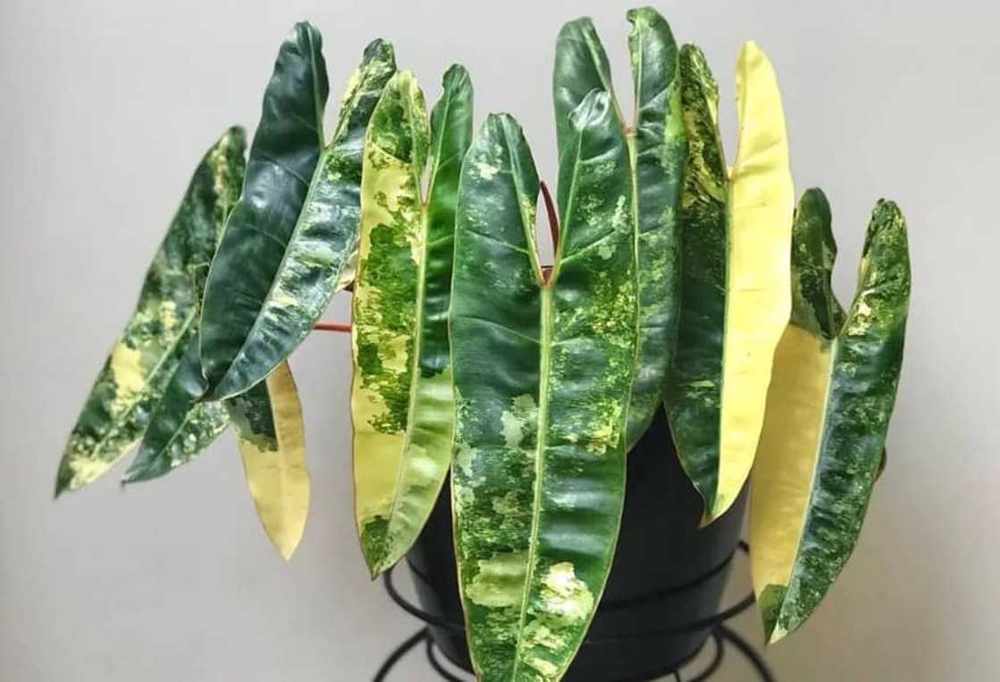 A Variegated Philodendron billietiae plant in a pot A Variegated Philodendron billietiae plant in a pot