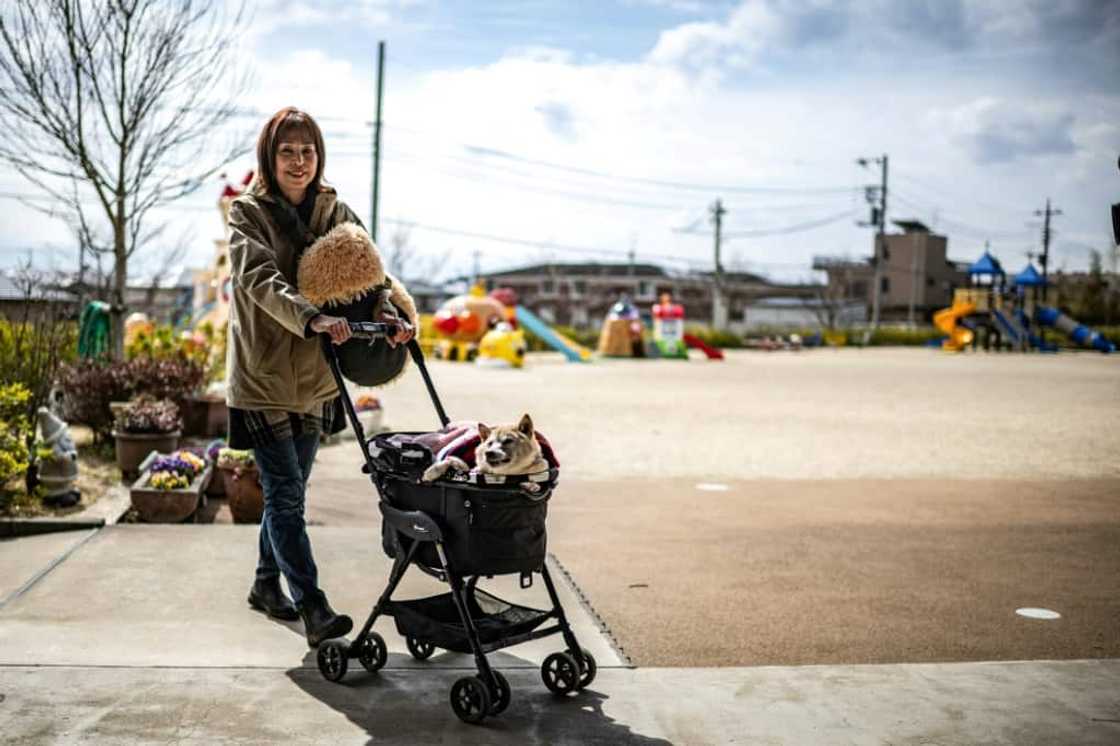 Last year a $100,000 statue of Kabosu and her sofa was unveiled in a park in Sakura