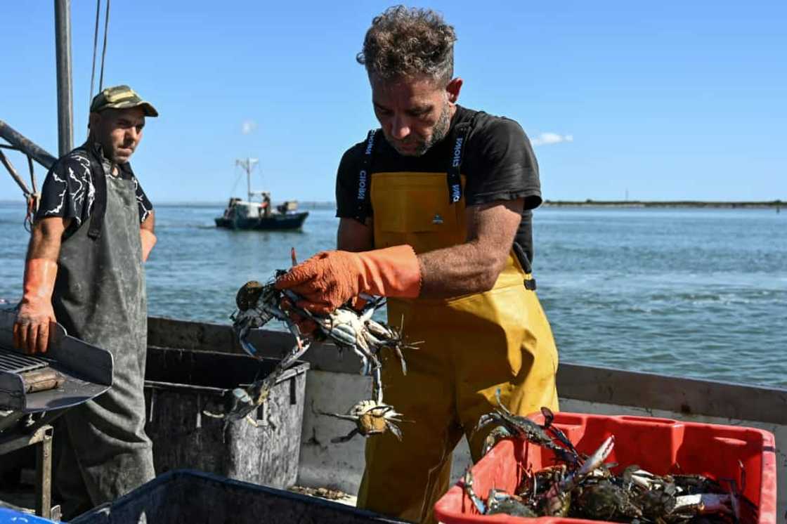 The blue crab, native to the North American Atlantic coast, has been spreading across the Mediterranean for several years The blue crab, native to the North American Atlantic coast, has been spreading across the Mediterranean for several years