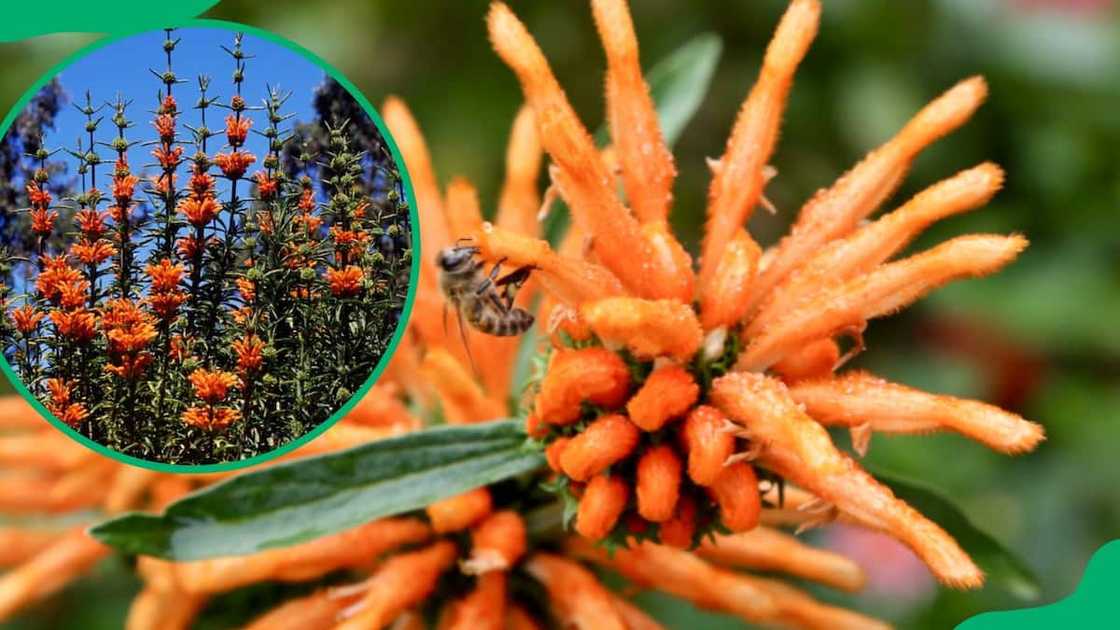 South African Flowers names South African Flowers names