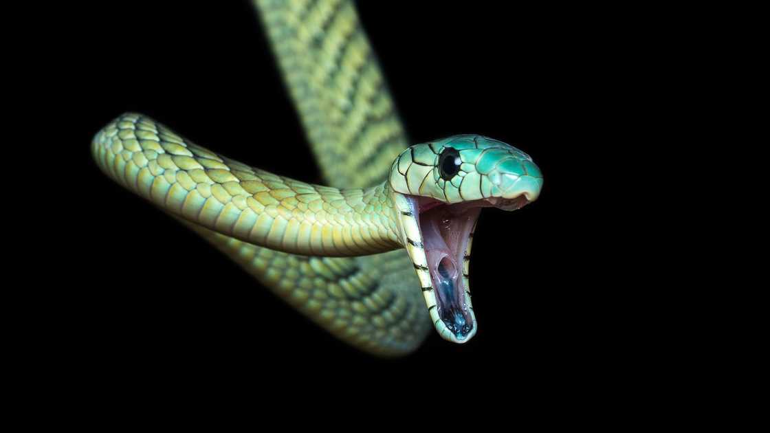 A green mamba bit a bullmastiff and killed it in KwaZulu-Natal A green mamba bit a bullmastiff and killed it in KwaZulu-Natal