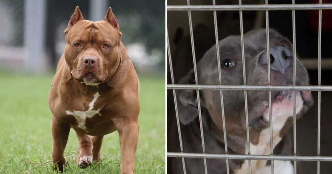 Pitbull association SPCA Pitbull association SPCA