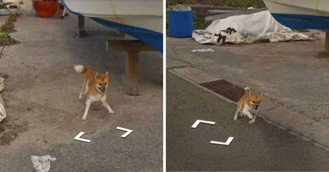 Playful Dog Chases Google Maps Street View Car Until It Cannot Anymore Playful Dog Chases Google Maps Street View Car Until It Cannot Anymore