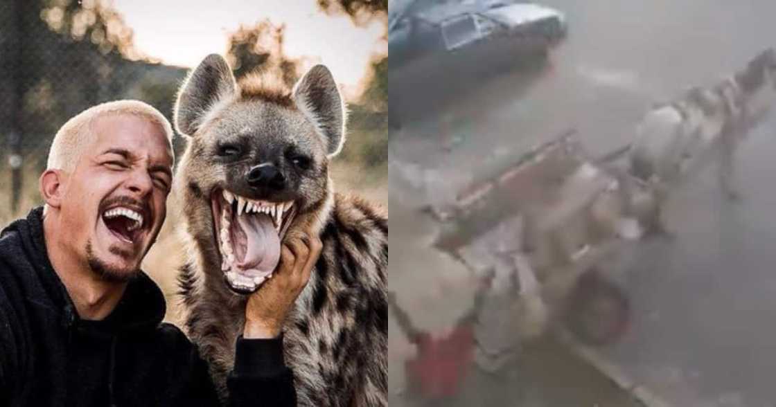 Clip of Man Hilariously Plunging from Donkey Cart Leaves Many Howling Clip of Man Hilariously Plunging from Donkey Cart Leaves Many Howling