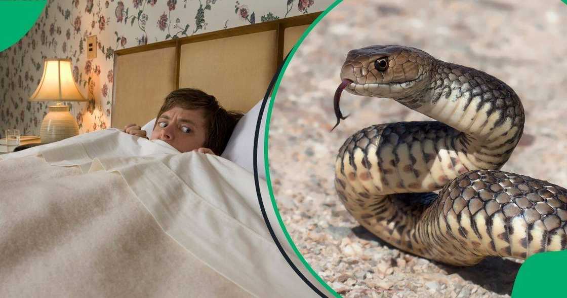 A gentleman was pranked with a huge snake. A gentleman was pranked with a huge snake.