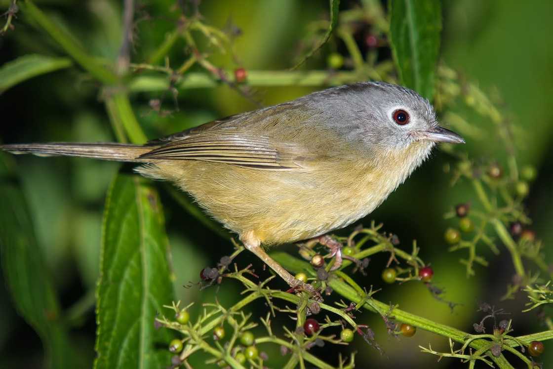 Nightingale Reed Warbler in a forest