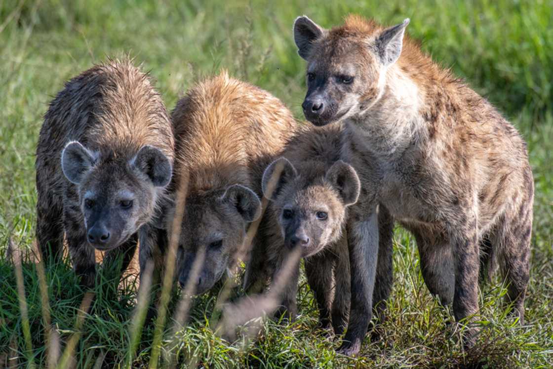 A man dropped his phone in front of hyenas in a video, leaving South Africans amused.