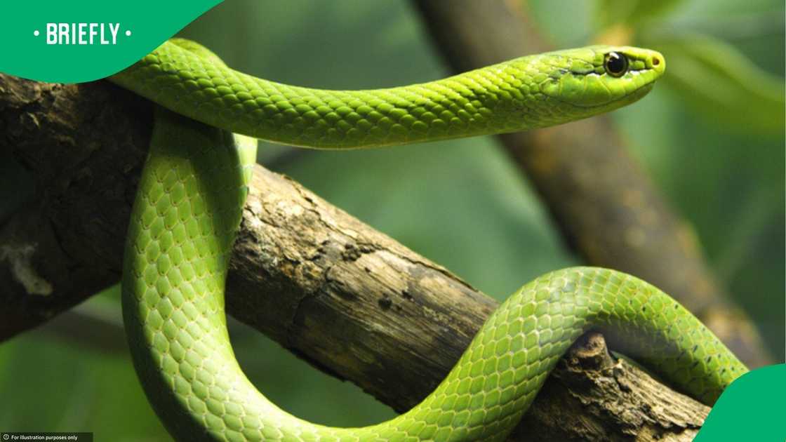 Mamba bites man in KZN Mamba bites man in KZN