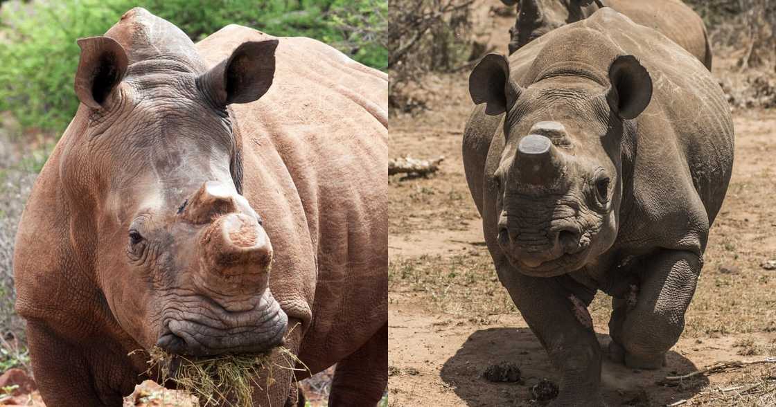 Crime, Hawks, Rhino Poaching Crime, Hawks, Rhino Poaching