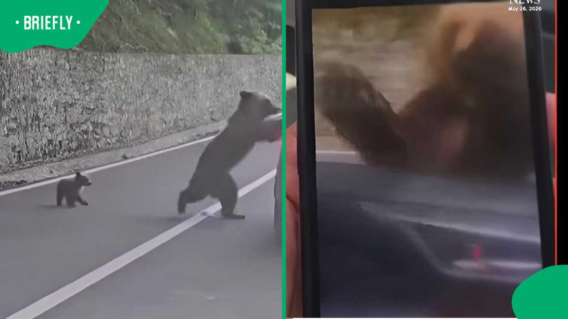 Viral mama bear encounter sparks debate after tourist gets too close to wildlife Viral mama bear encounter sparks debate after tourist gets too close to wildlife