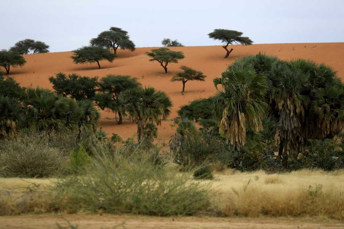 Sudan's gum arabic belt, which covers some 500,000 square kilometres (193,000 square miles) from Gedaref in the east to Darfur on the border with Chad, has been hit hard by climate change which has seen growing encroachment by the desert