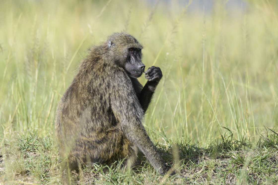A baboon sparked chaos in the res kitchen at Nelson Mandela University. A baboon sparked chaos in the res kitchen at Nelson Mandela University.