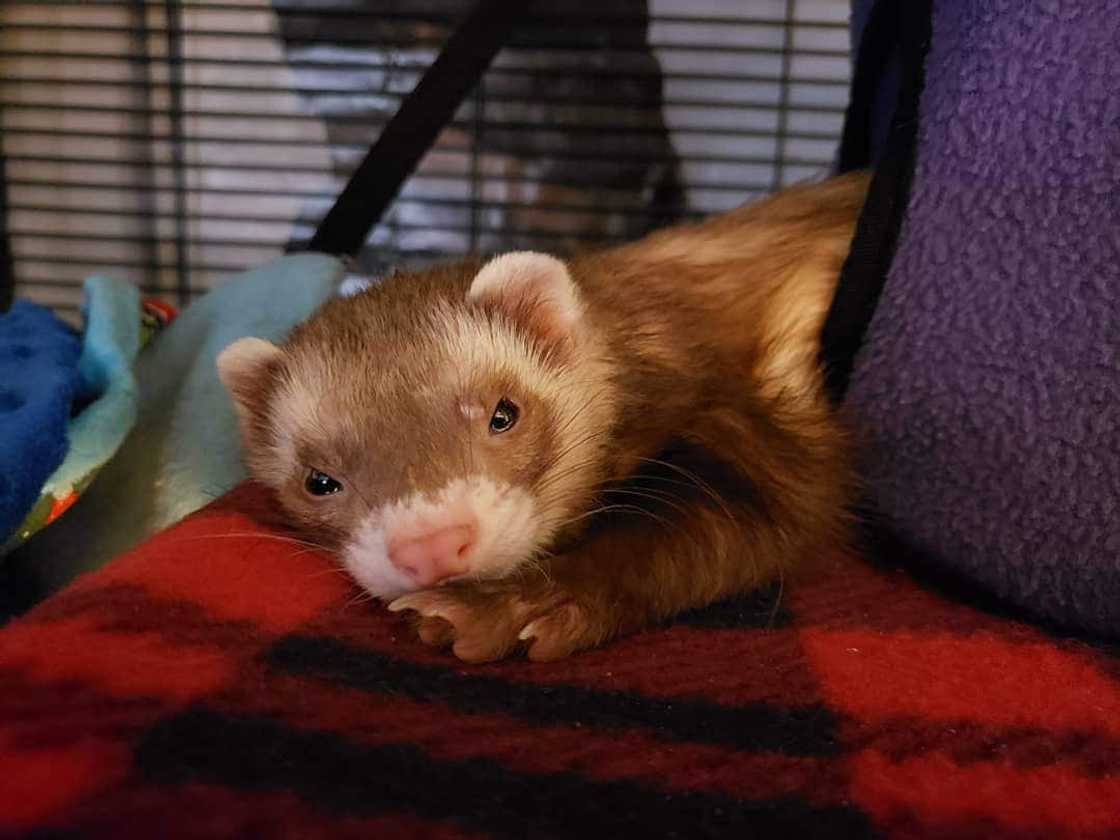 exotic pets exotic pets